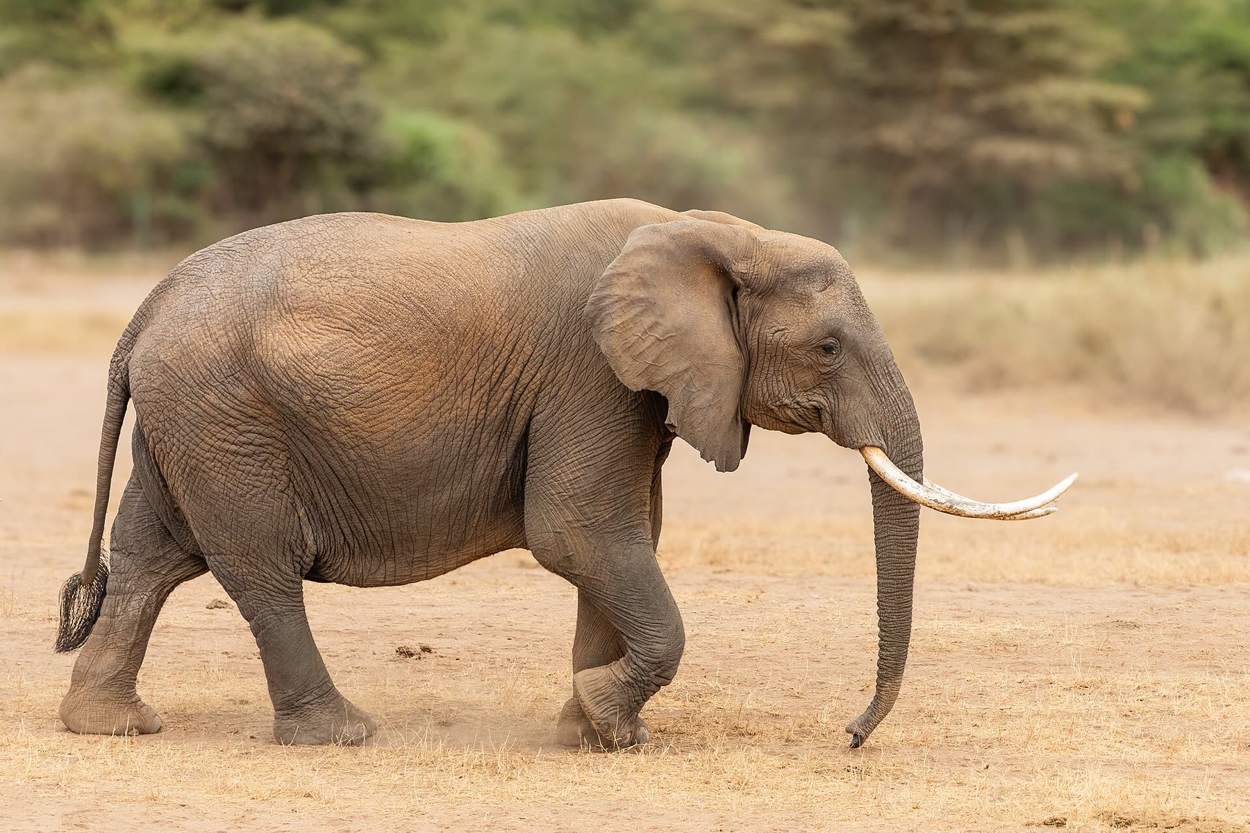 An elephant in Amboseli