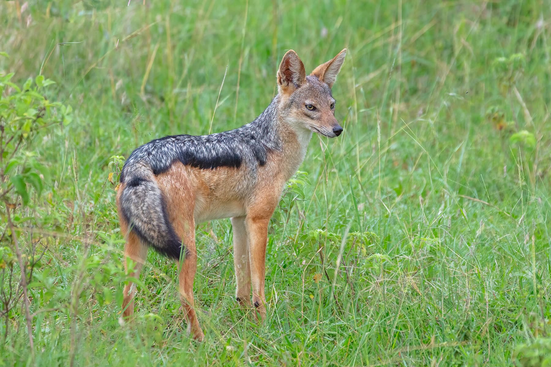 A black-backed jackal standing in green grass
